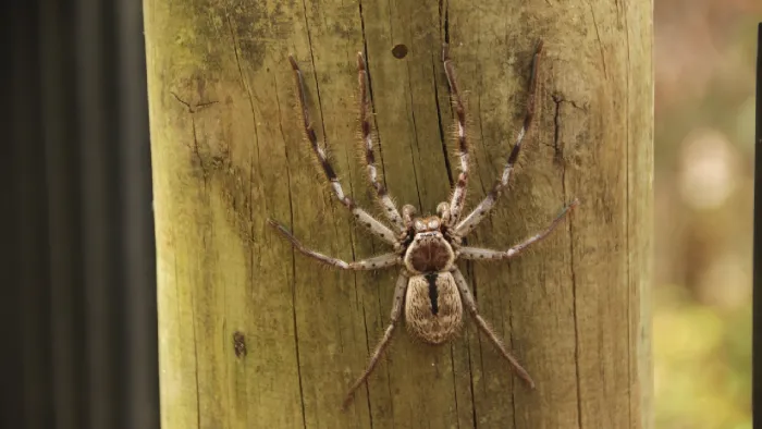 Dedetização de Aranhas - Rio de Janeiro // Dedetizadoras RJ