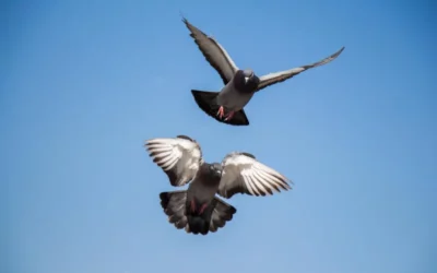 Entenda porque pombos também são consideradas pragas urbanas