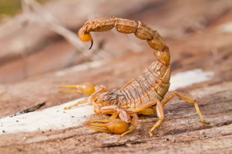 Escorpiões matam mais do que cobras no Brasil