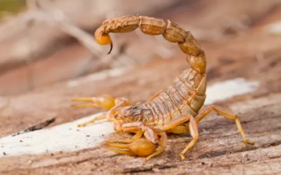 Escorpiões matam mais do que cobras no Brasil